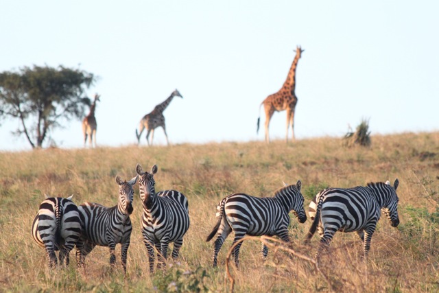 Uganda family safari: zebra and giraffe. Copyright©2015 reserved to photographer. Contact mapandfamily.com