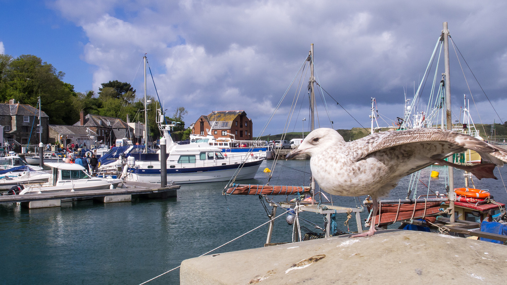 Padstow harbour with seagull