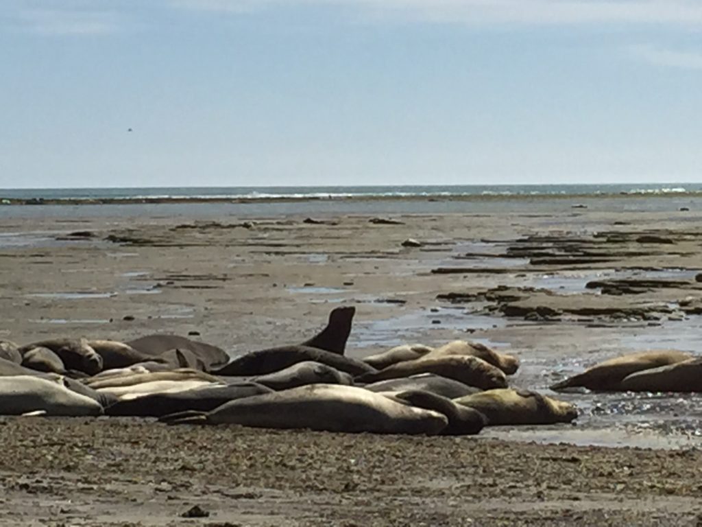 Argentina family holiday. Seals resting on beach at Peninsula Valdes. Copyright©2015 reserved to photographer. Contact mapandfamily.com