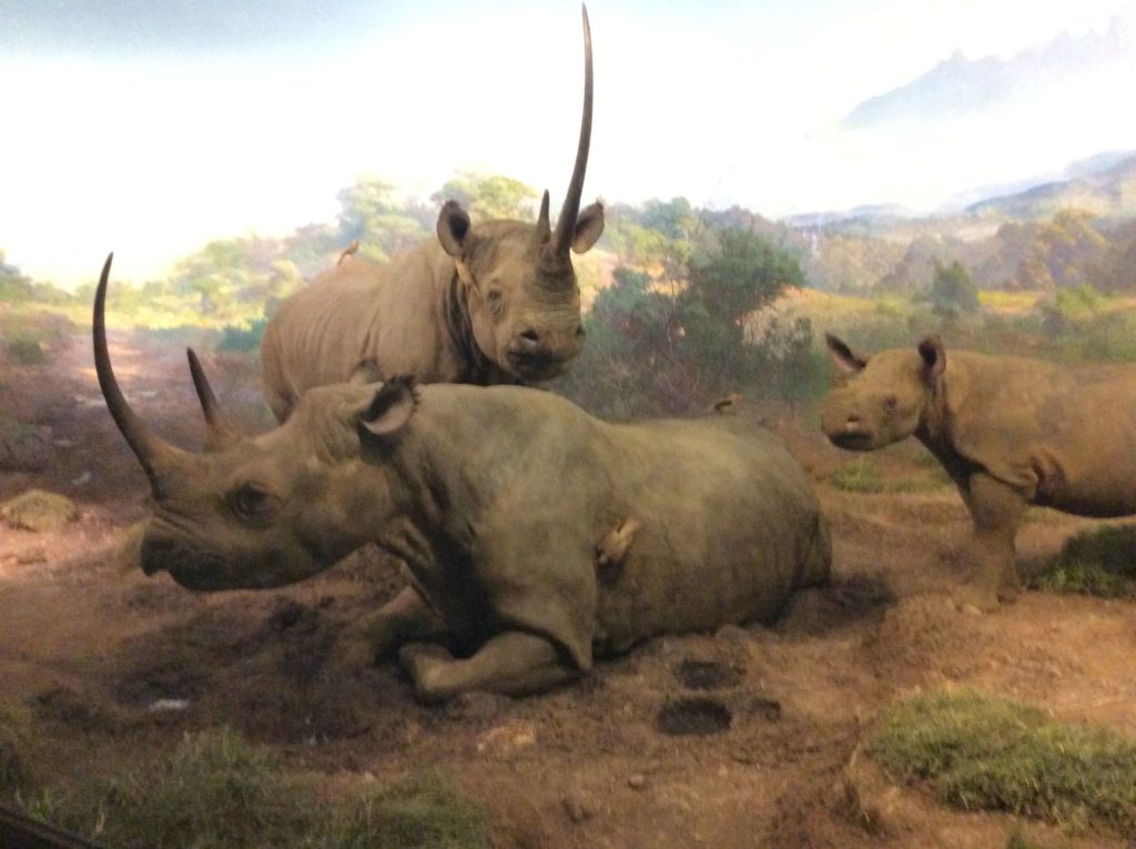 NYC with teens: diorama in Museum of Natural History. Copyright©2015 reserved Nancy Roberts. Contact mapandfamily.com