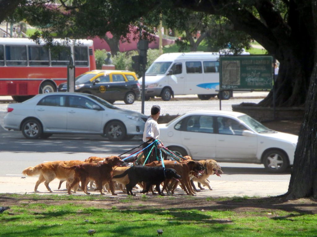 Buenos Aires with teens. Man walking several dogs alongside a busy road.