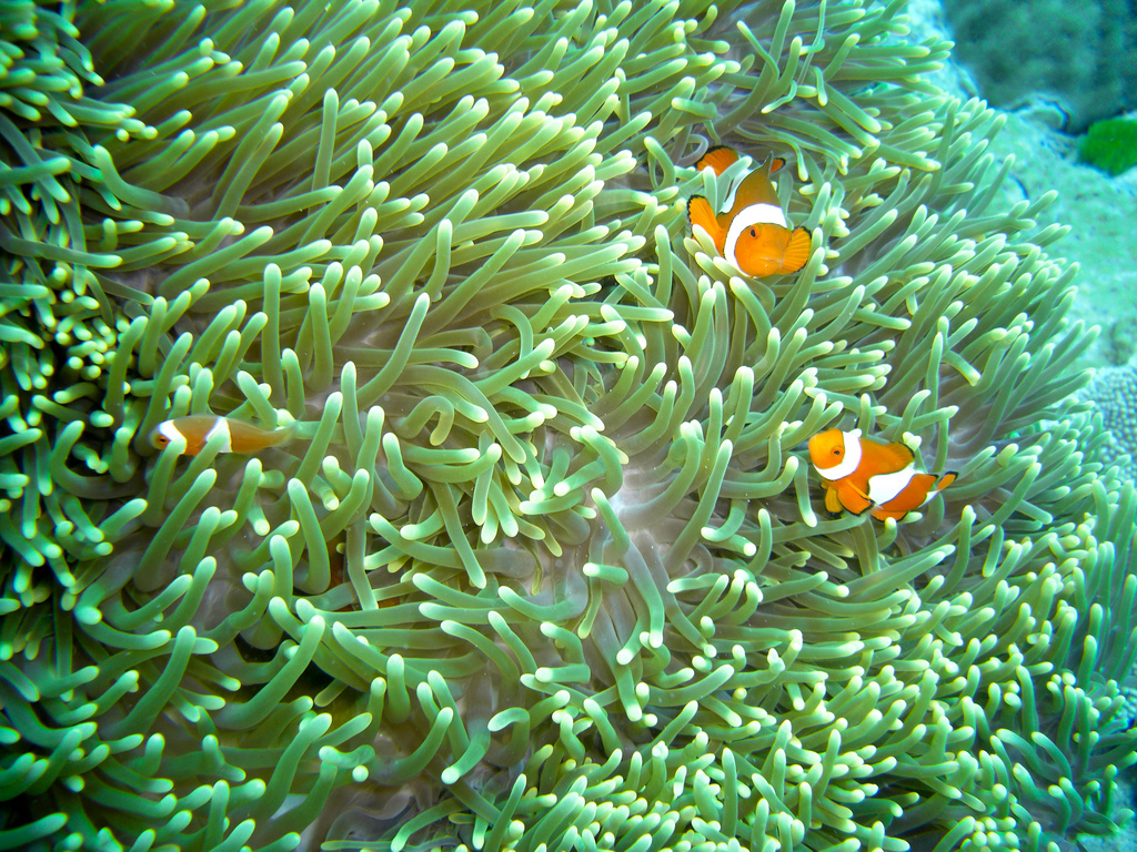 Clown fish Great Barrier Reef photo