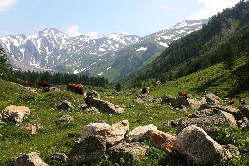  Cattle on pasture in Val Ferret photo