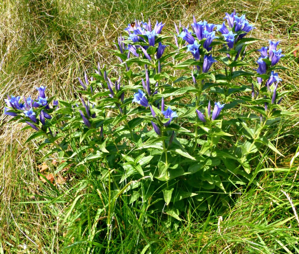 Family camping Swiss Alps Blue gentian flowers Copyright©2015 reserved to photographer. Contact mapandfamily.com