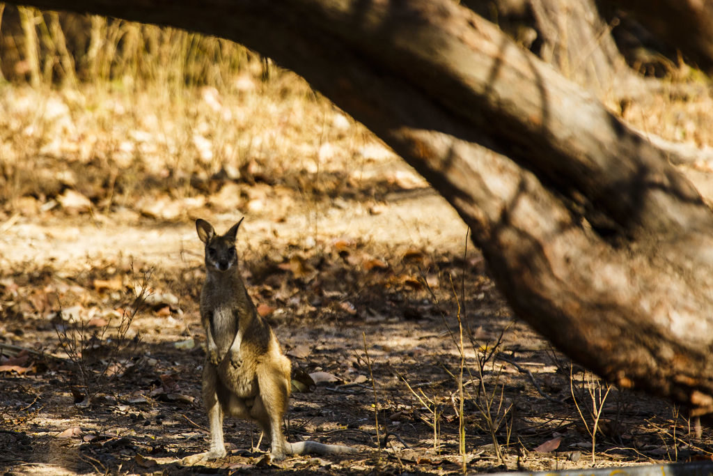 Australian trip Bamurru pic Wallaby_opt