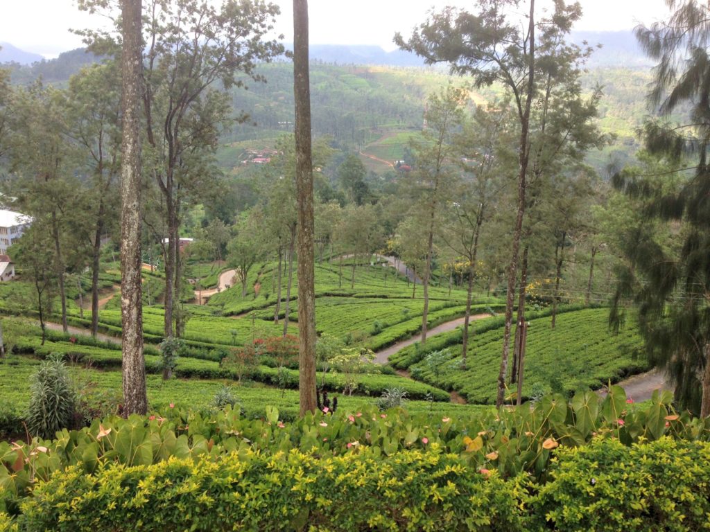 Sri Lanka family trip. View of tea plantations Copyright©2017 reserved to photographer via mapandfamily.com 