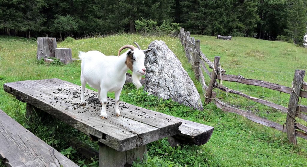 Slovenia family trip. Goat standing on wooden table beside trail Copyright©2017 reserved to photographer via mapandfamily.com 