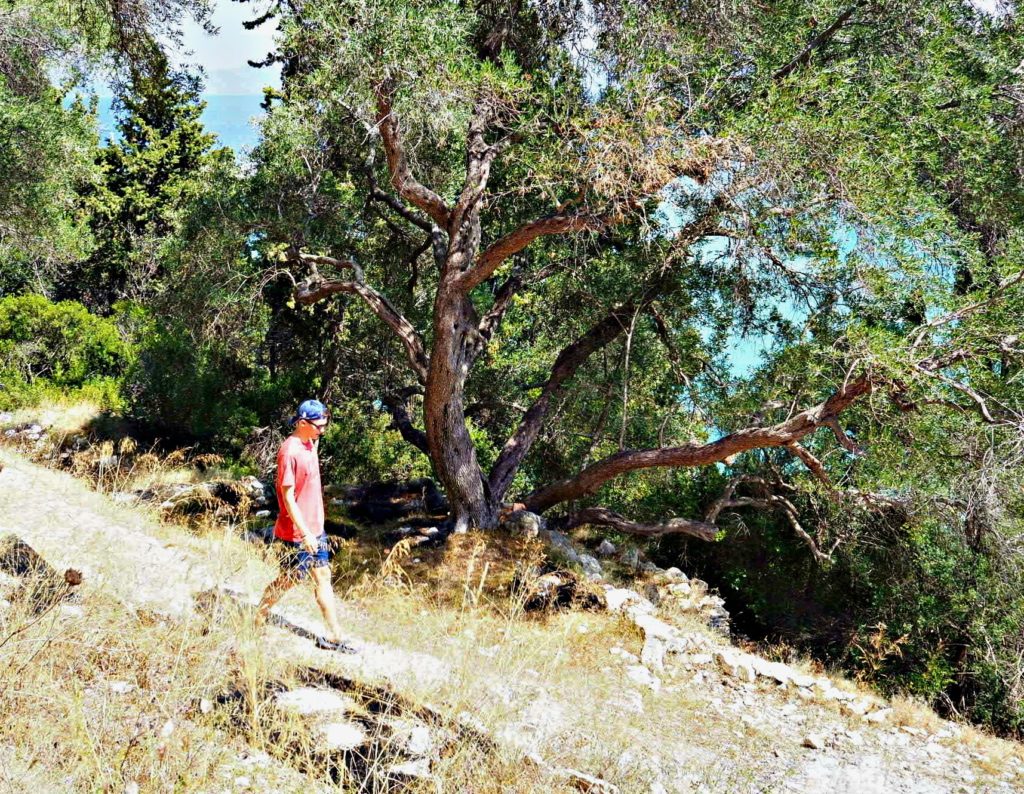 Boy walking along a path between olive trees. Copyright © 2017 mapandfamily.com 