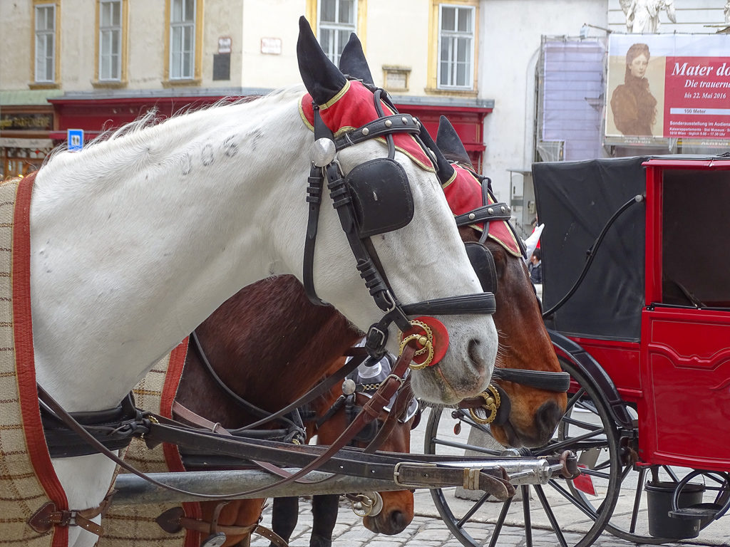 Things to do in Vienna with teenagers. Two Fiaker horses waiting for passengers. Copyright©2018 reserved to photographer via mapandfamily.com 