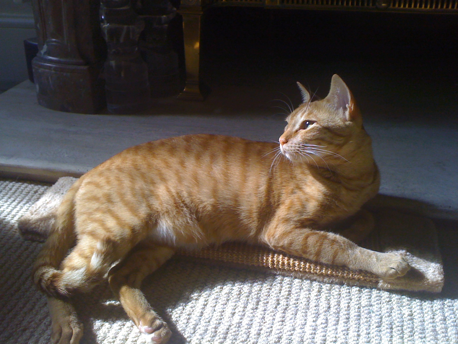 cat showroom in abu dhabi