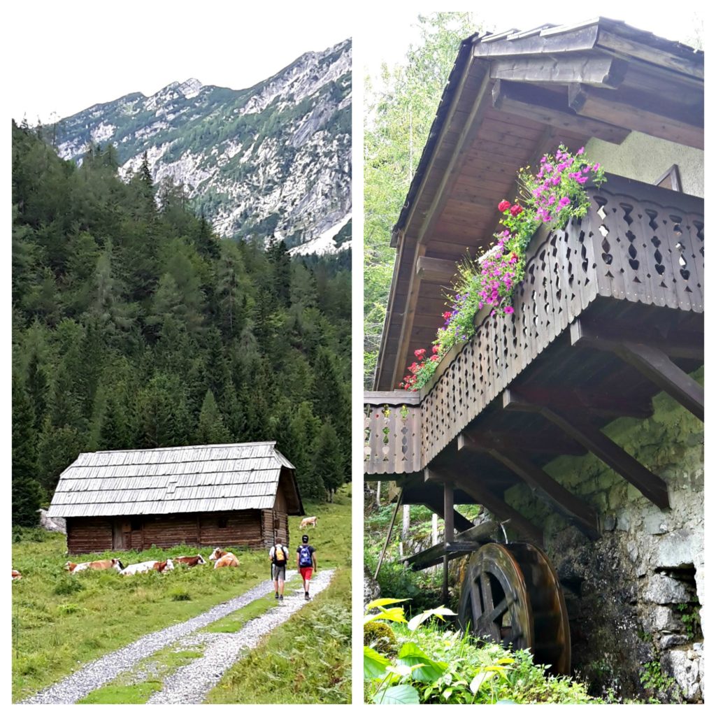 Slovenia family trip, a walking trail near Kranjska Gora with cows in meadow and traditional building Copyright©2017 reserved to photographer via mapandfamily.com 