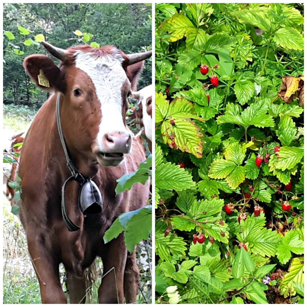 Slovenia family trip. Cow with bell and wild strawberries. Copyright©2017 reserved to photographer via mapandfamily.com 