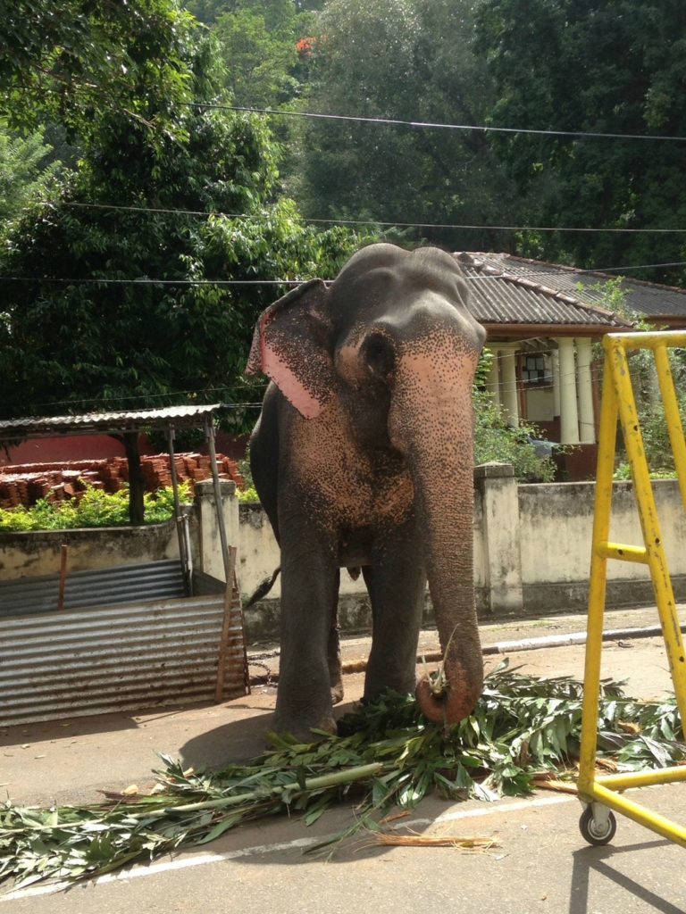 Elephant in Kandy, Sri Lanka. Copyright©2017 reserved to photographer via mapandfamily.com 