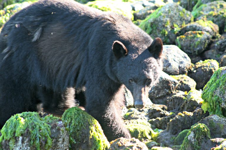 Family holiday in Canada: city and outdoor adventures