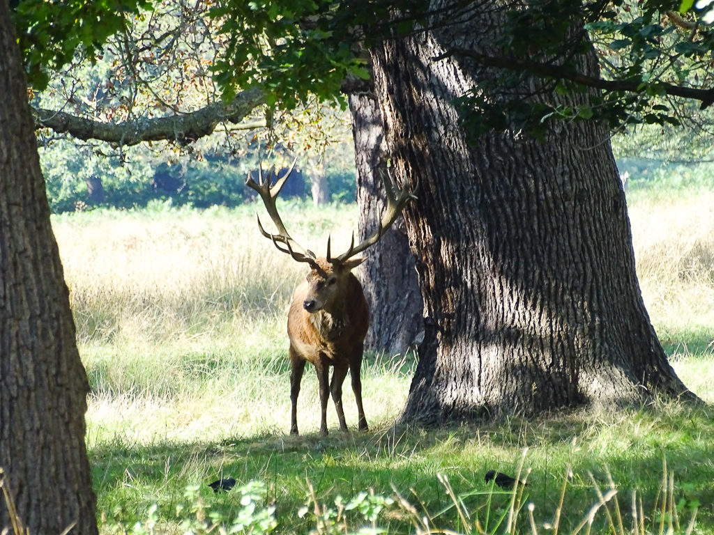 A stag under an ancient tree in Richmond Park, London. Copyright ©2019 mapandfamily.com