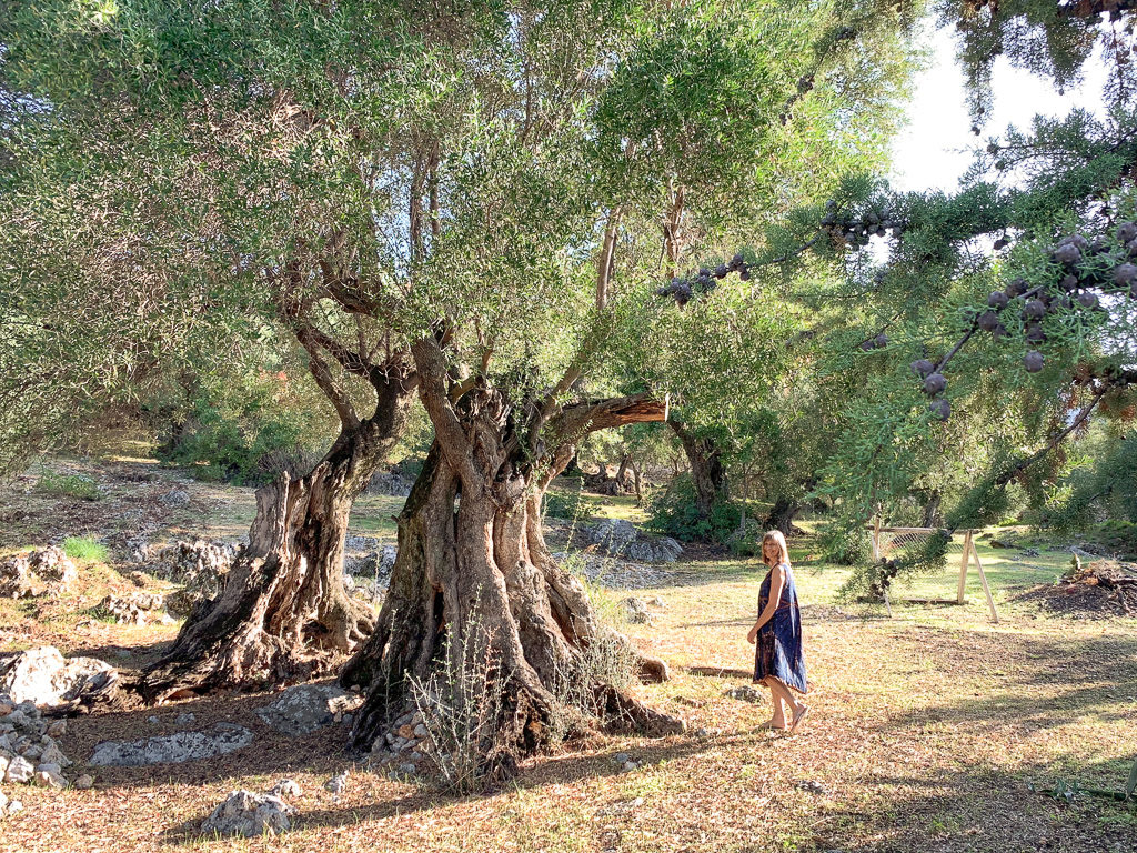 Villa on olive estate in Kefalonia. Woman in navy dress walks through grove of ancient olive trees. Copyright ©2020 mapandfamily.com