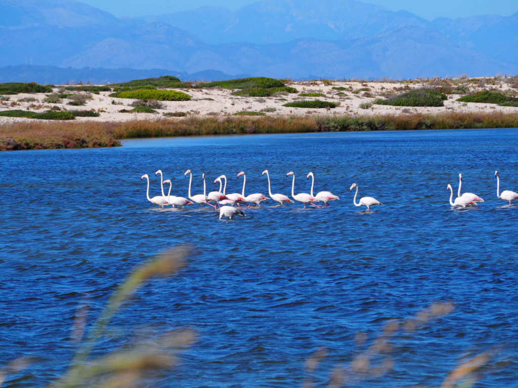 Lefkada, Ionian islands. Flamingo in lagoon near Lefkada Town. Copyright@ 2022 mapandfamily.com 