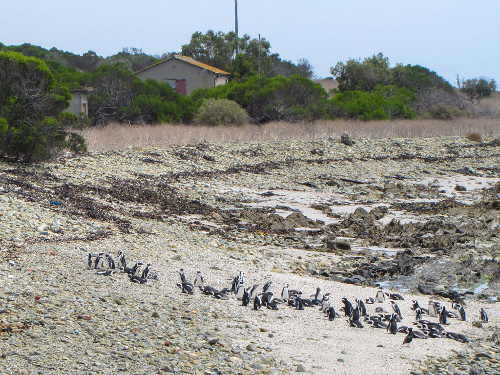 African penguins on a pebbly shore. Copyright@2023 mapandfamily.com 