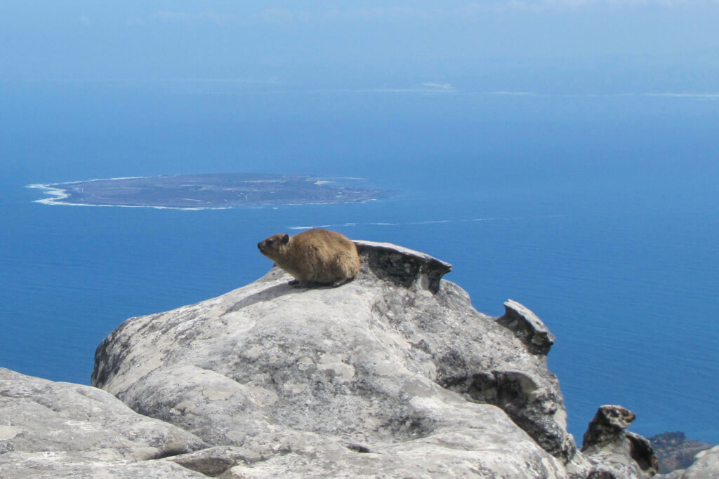 A dassie sitting on a rock on Table Mountain with sea and island in background. Copyright@2023Mapandfamily.com 
