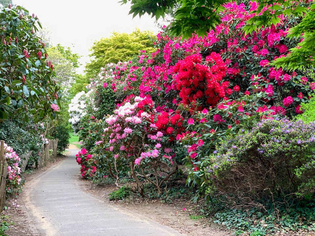Pink, red and purple rhododendrons and azaleas overhang path in park in Wimbledon. Copyright@2023mapandfamily.com 