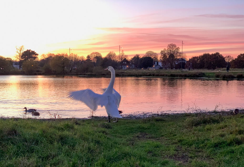 Pink sunset on pond on Wimbledon common with swan in foreground. Copyright@2023mapandfamily.com