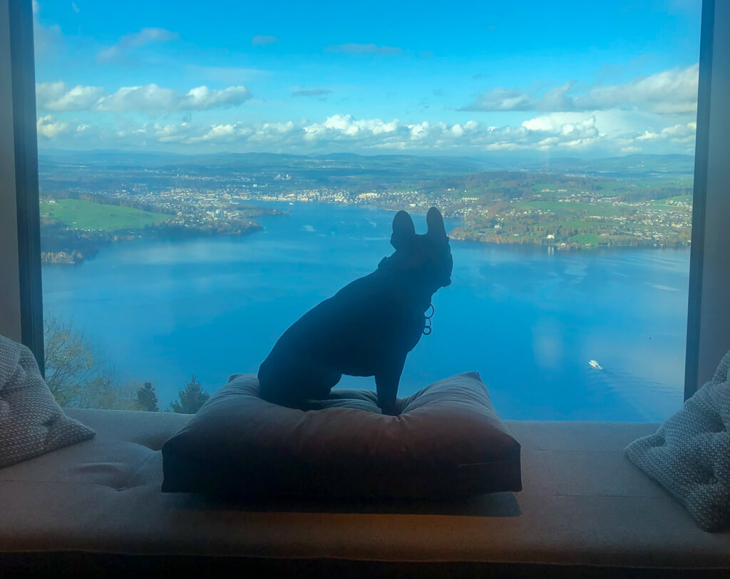 A French bulldog sitting on a window seat looking out at a panoramic view of a lake. Copyright@2023 reserved to photographer via mapandfamily.com 