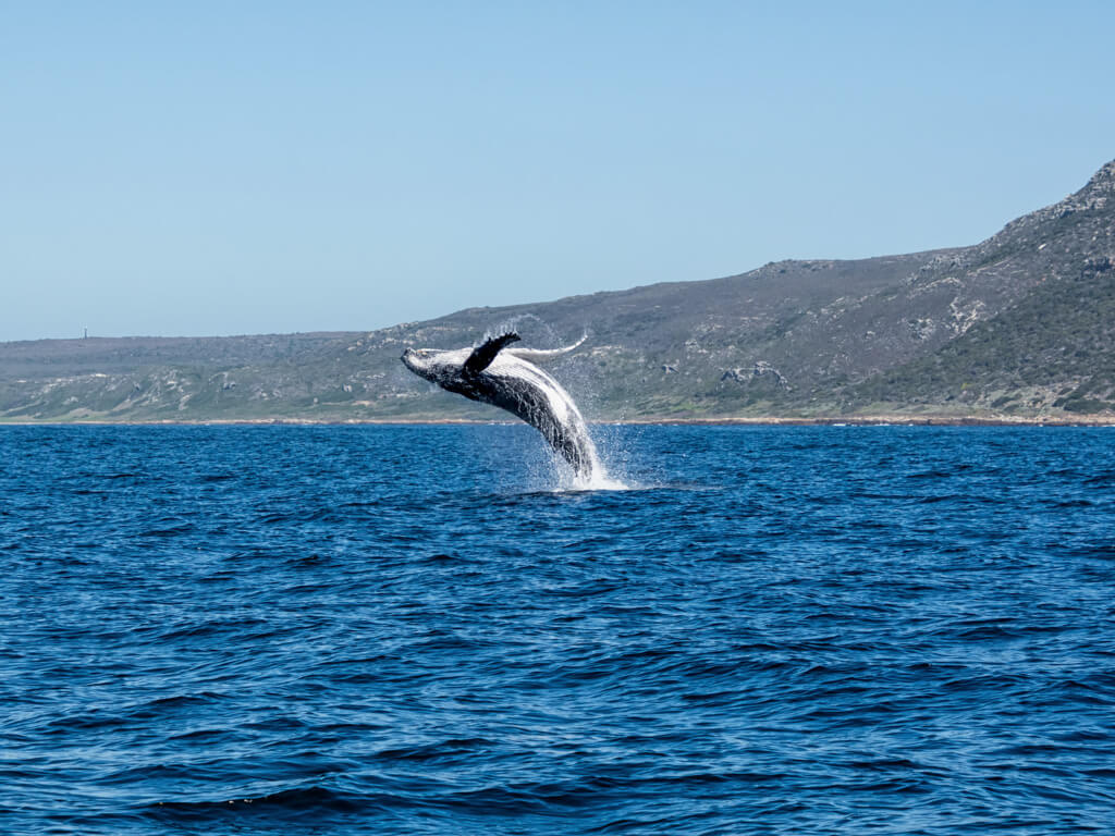 A grey whale leaping out of the blue sea with hills in background. Copyright@2023 DepositPhotos