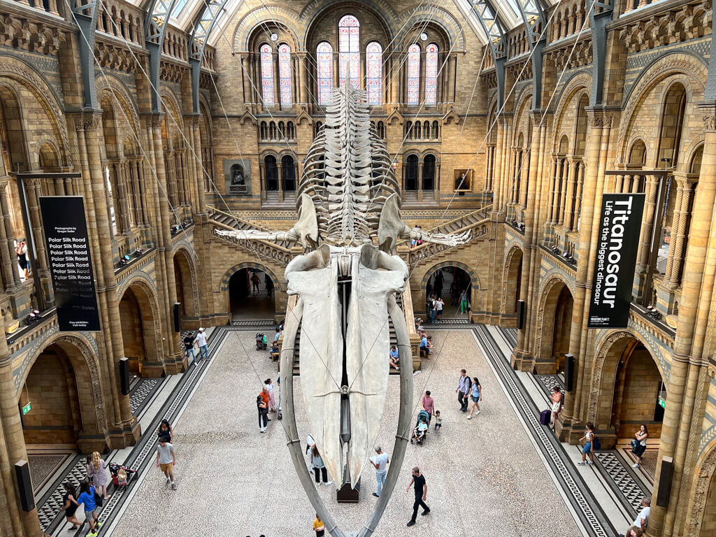 Skeleton of blue whale hanging in cathedral-like Victorian hall of Natural History Museum. Copyright@2023 mapandfamily.com