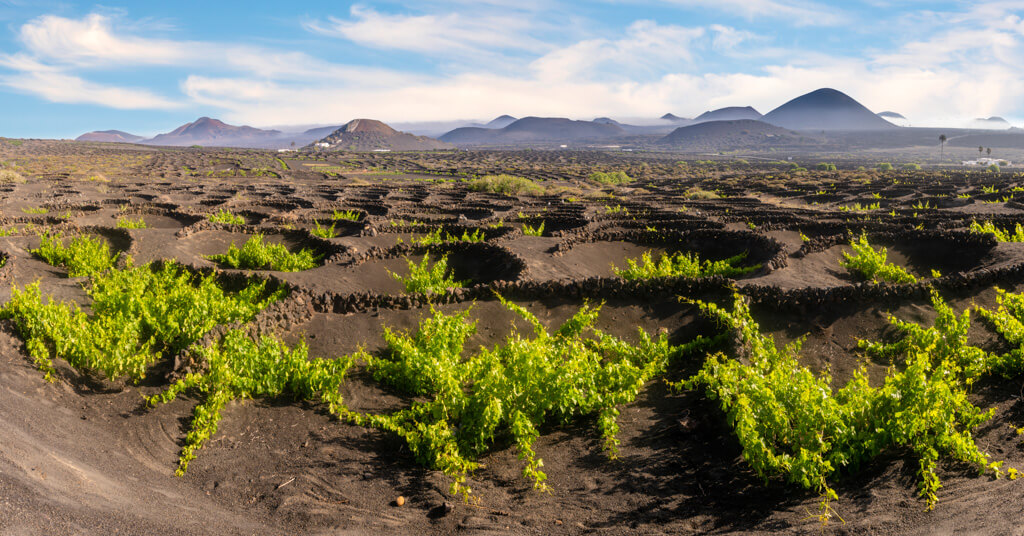 Unique vineyards in Lanzarote are cultivated as hollows in the dark volcanic earth. 