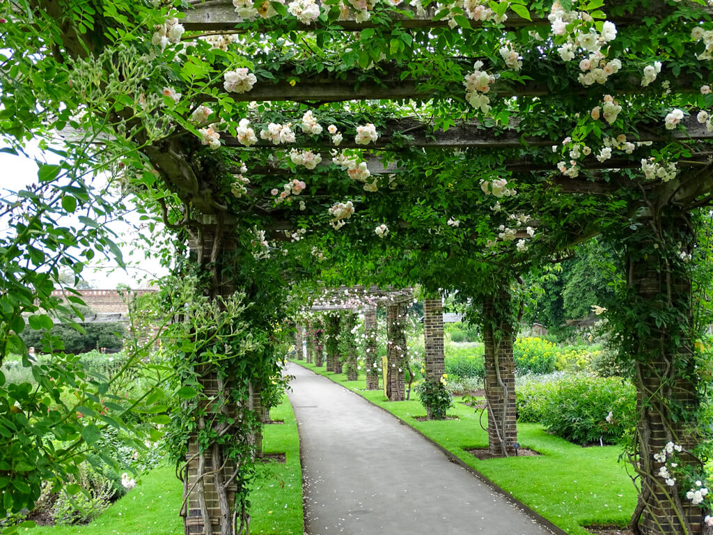 Weather in June in London England is warm and mild. Pale roses blooming on a rose walk at Kew Gardens. Copyright@2024 Nancy Roberts