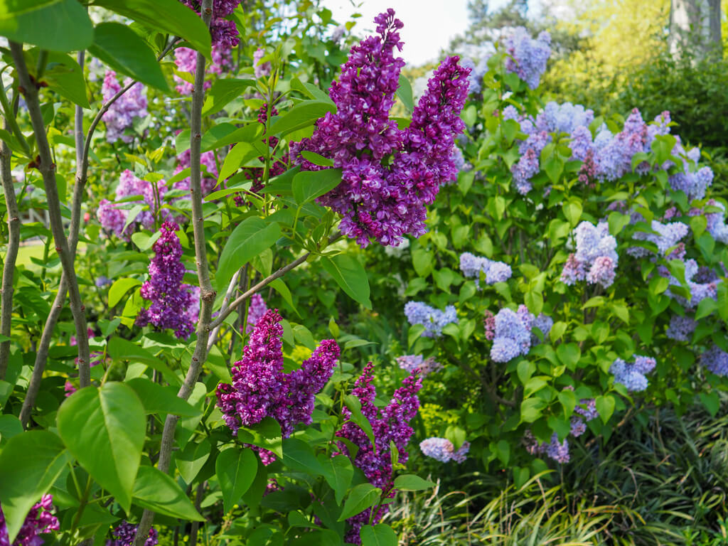 Bright mauve lilacs with paler blooms in background in Kew Gardens London in May. Copyright@2024NancyRoberts