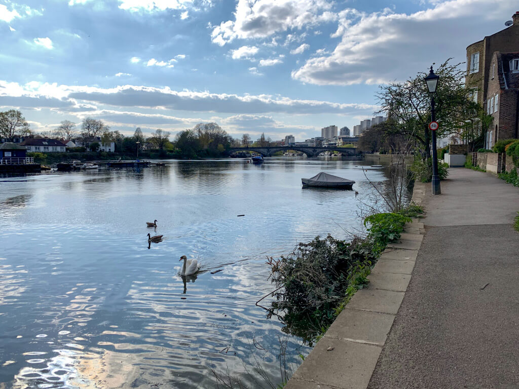 Sun and clouds over swans on the Thames and riverside pavement with period houses. Copyright@2024mapandfamily.com 