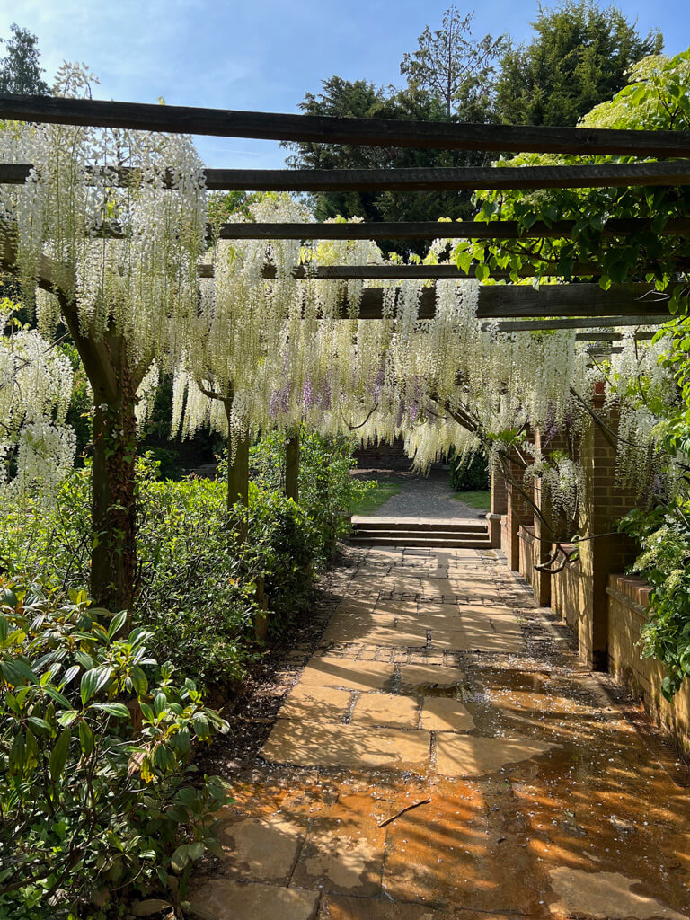 White wisteria hanging from a wooden pergola tunnel. Copyright@2024NancyRoberts