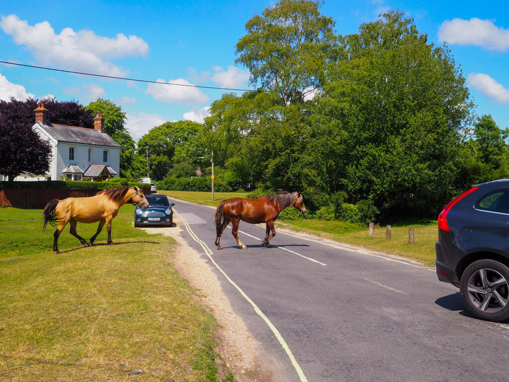 Ponies crossing a country road in the New Forest England countryside. Copyright@2025NancyRoberts