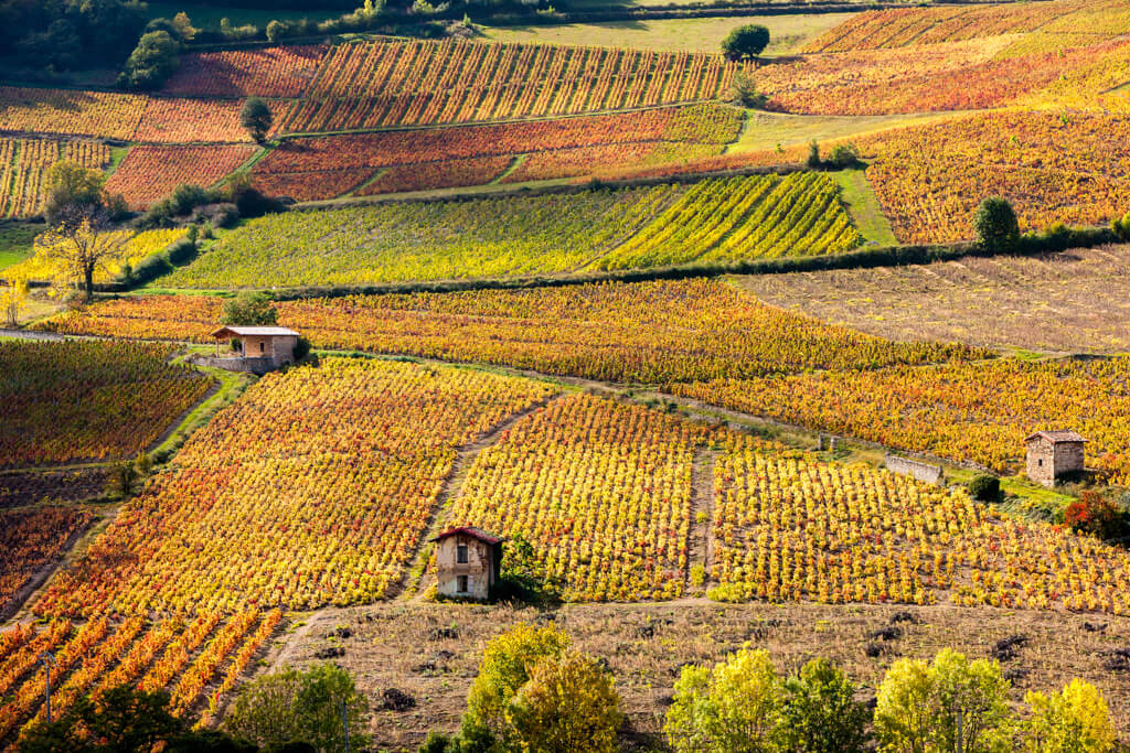 A patchwork of russet coloured vineyards with a couple of small buildings near Beaujeu, Beaujolaiis. 