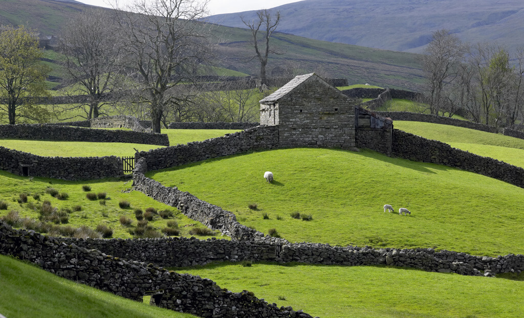 Beautiful Yorkshire countryside with stone building and dry stone walls with sheep grazing in green fields. Copyright@2025NancyRoberts