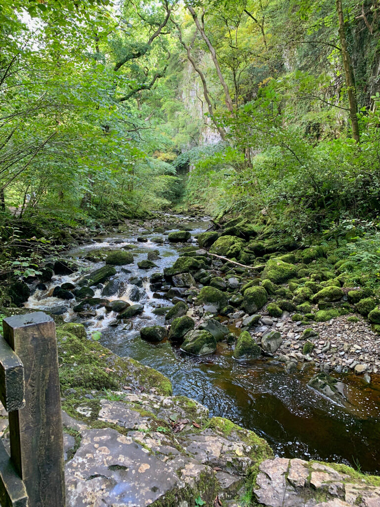 A stream running across rocks through Yorkshire green woodland.Copyright@2025NancyRoberts