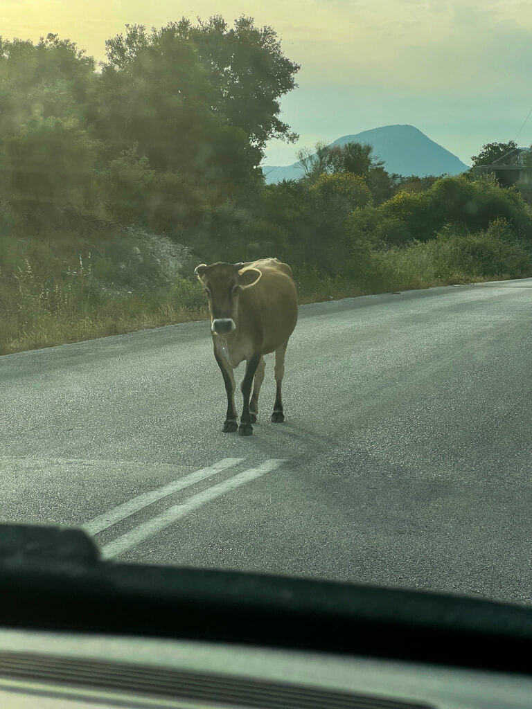 View from passenger seat of a cow standing in the middle of the road in front of the car. Copyright@2025 NancyRoberts