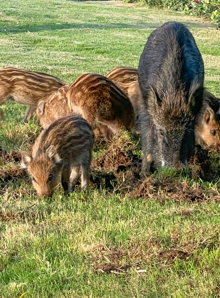 A female wild boar and several babies rooting up a lawn in daylight. Copyright@2025 NancyRoberts